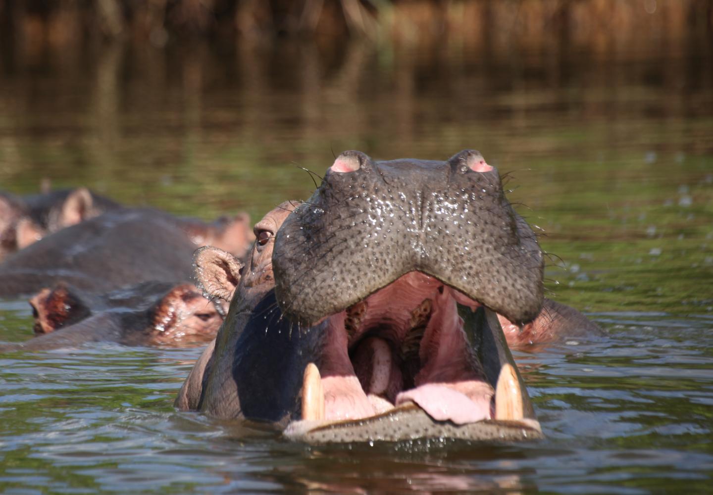 Hippo in Lake Mburo (Uganda)