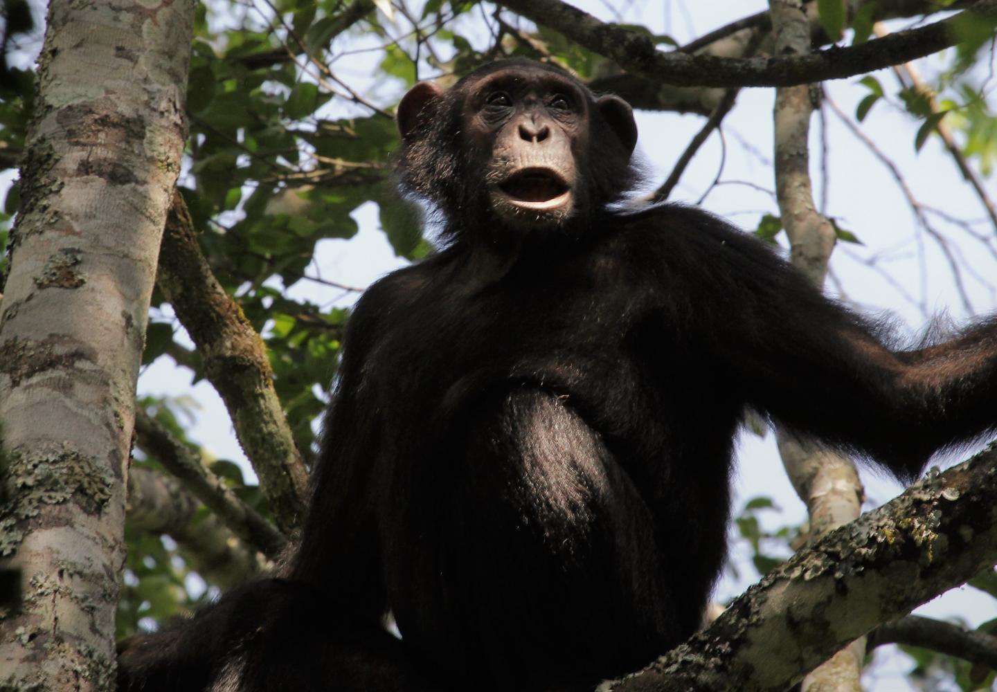 chimpanzee - Kibale Forest