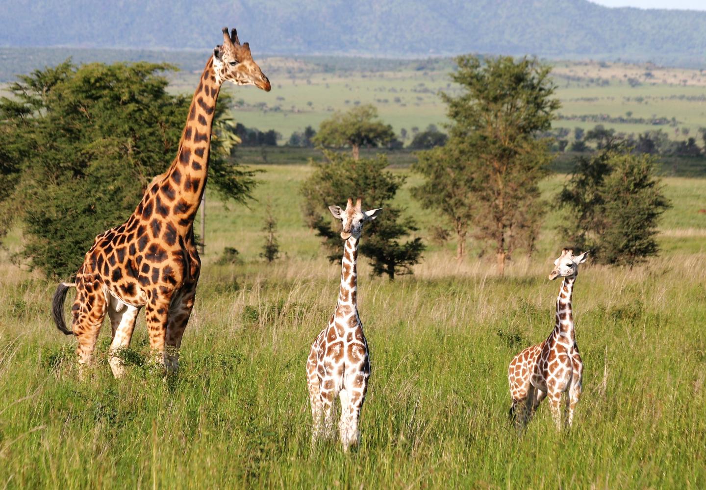 Male and two young Rothschild’s giraffe (Kidepo Uganda)chison Falls 