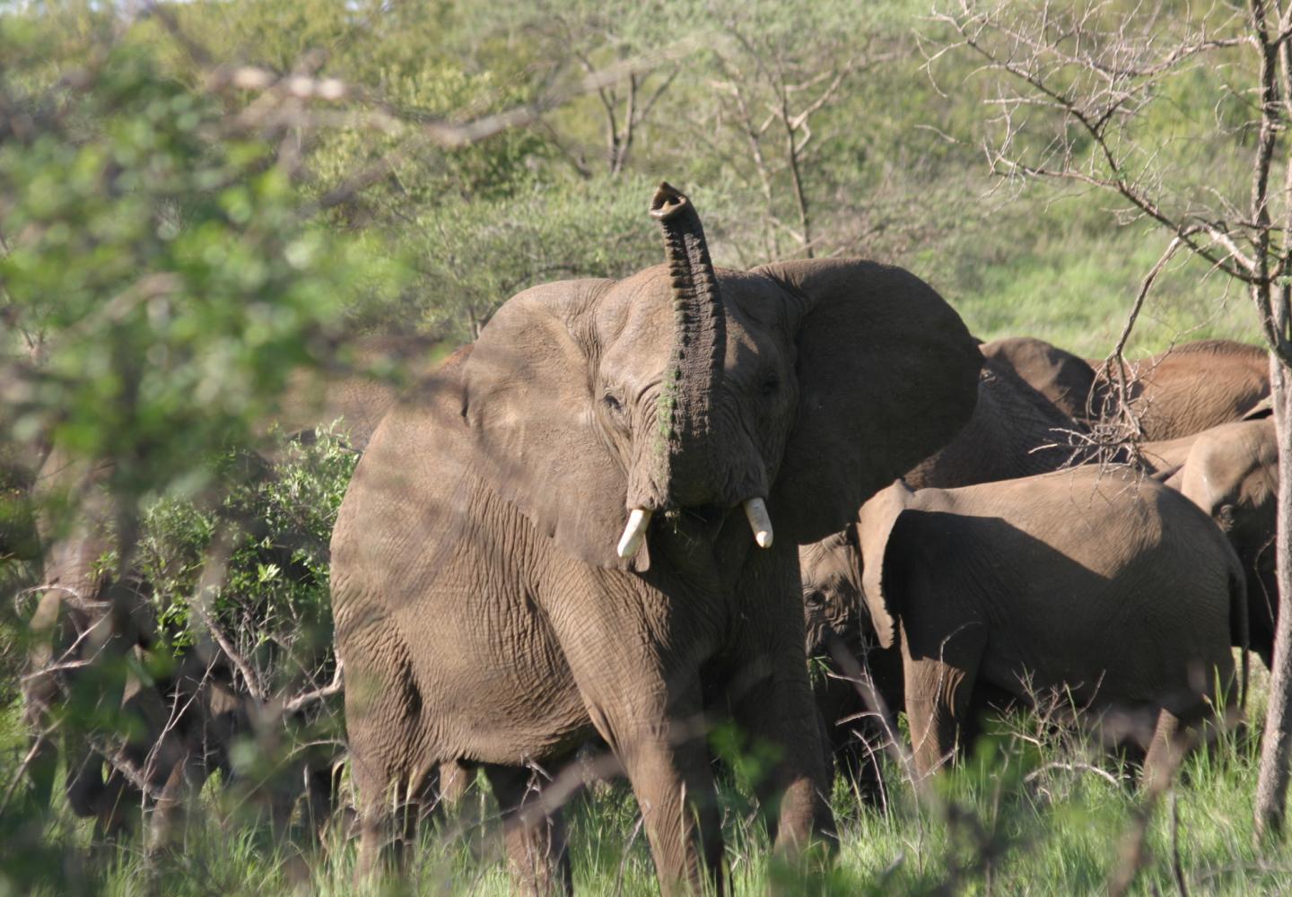Elephants (Kidepo Uganda)