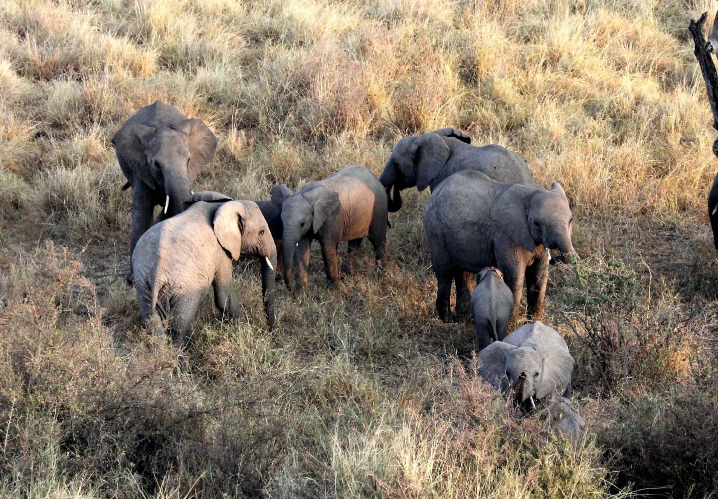 Five Elephants sighted from Hot Air Balloon (Murchsion Falls Uganda)