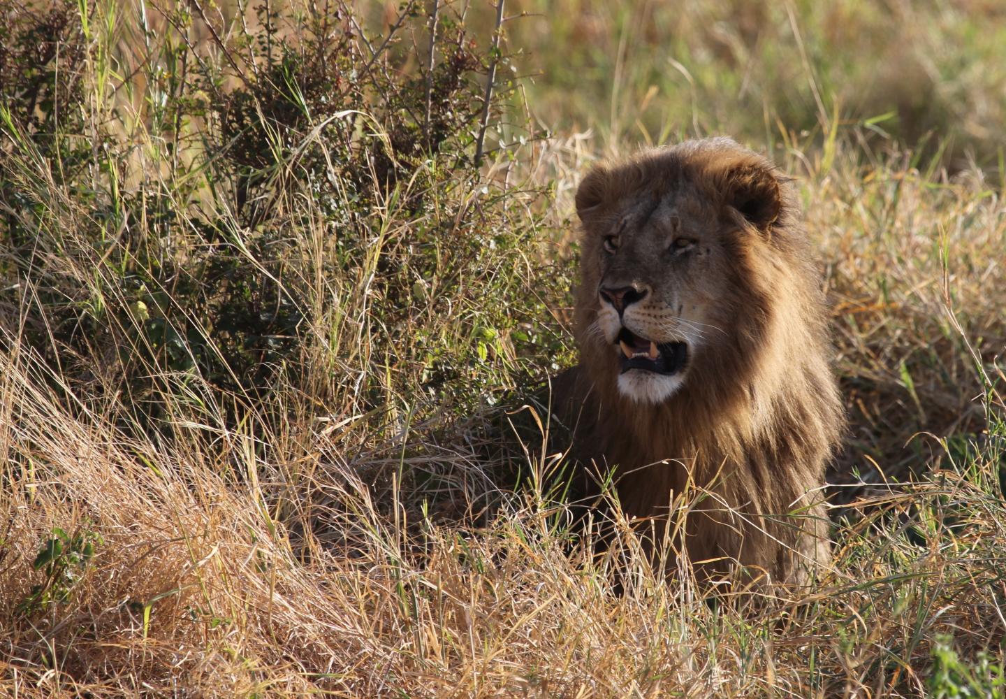 Lion in the grass (Kidepo Uganda)
