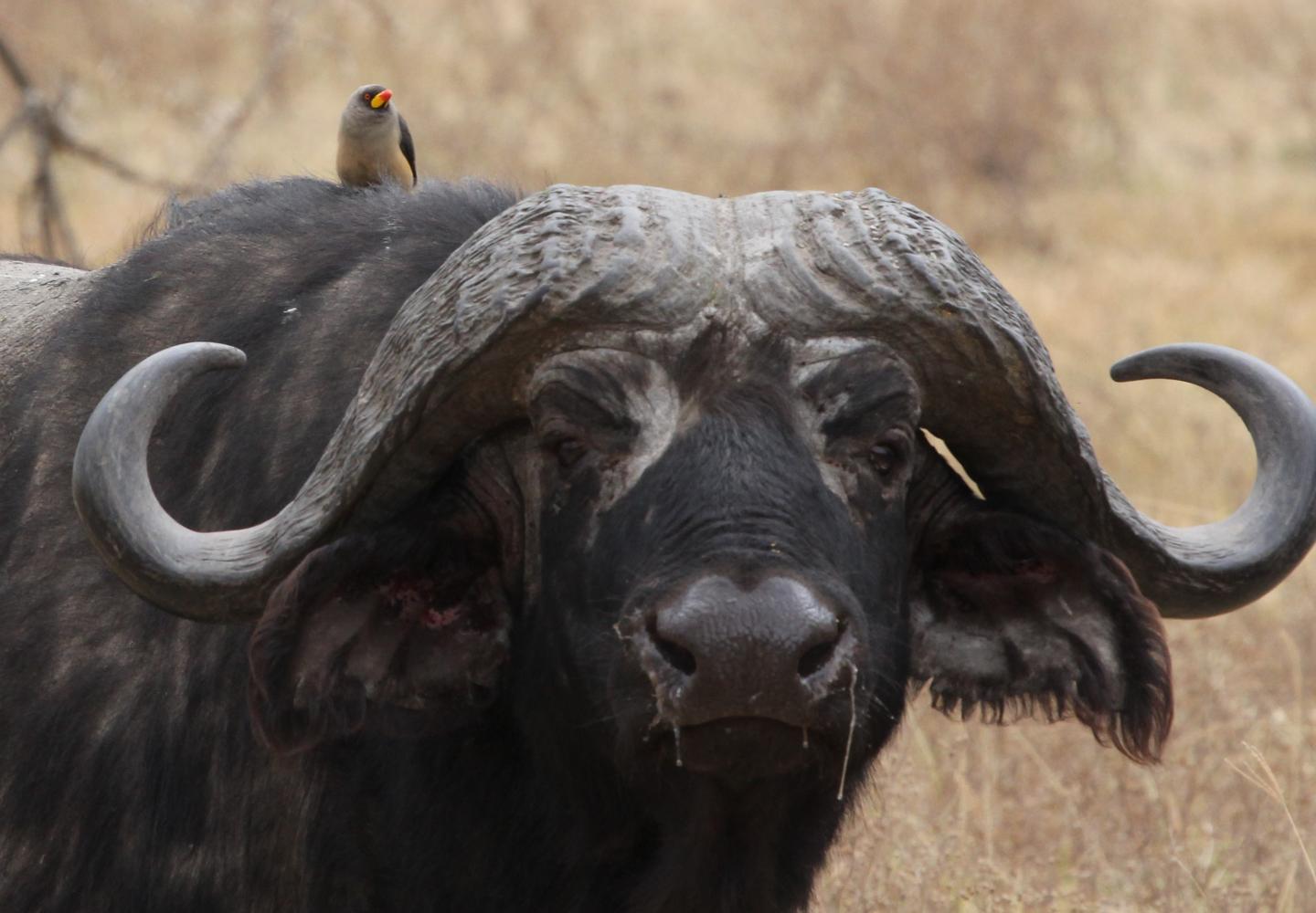 Cape Buffalo with Yellow-billed Oxpecker
