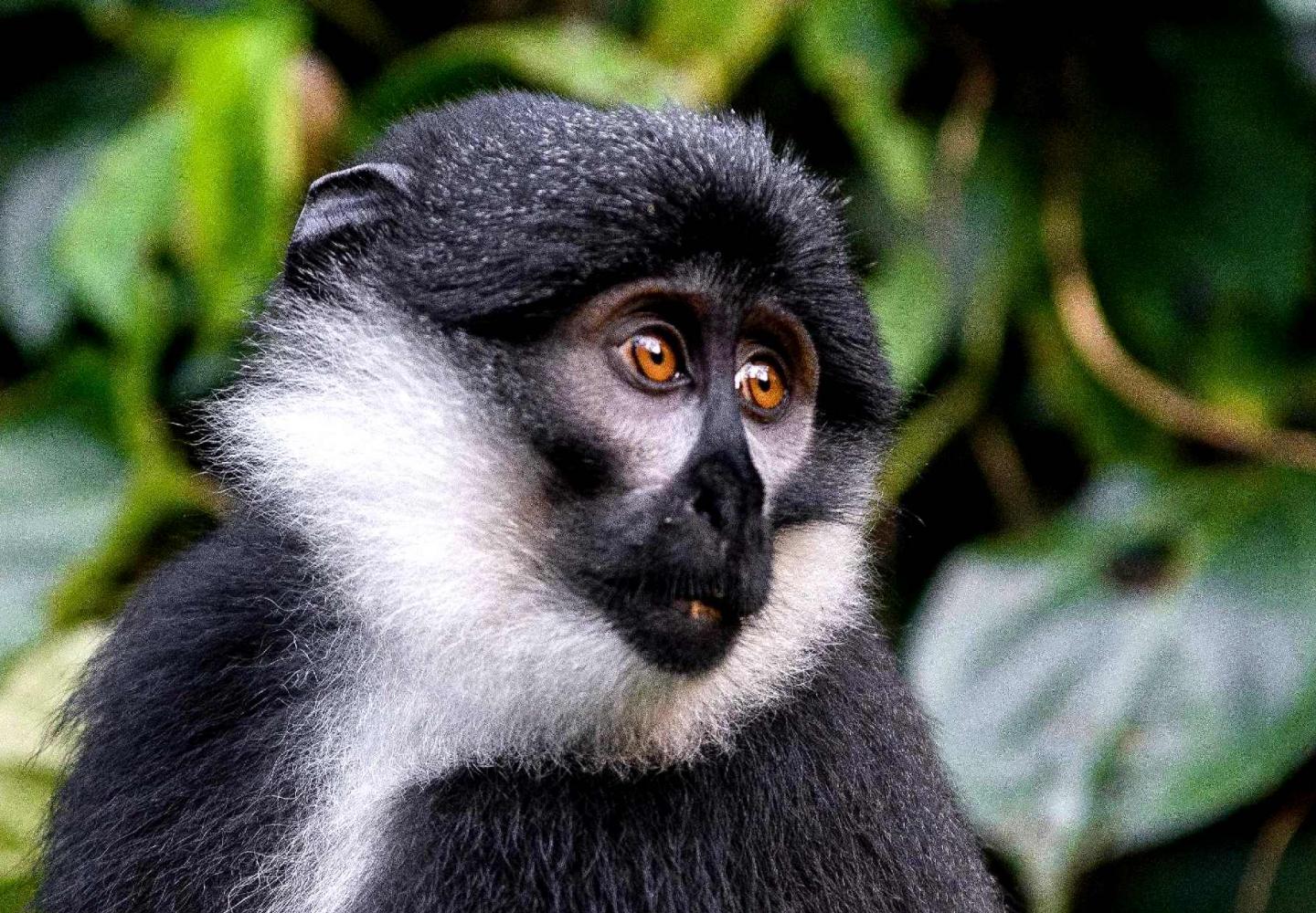 L'hoest Monkey (Kibale Forest Uganda)