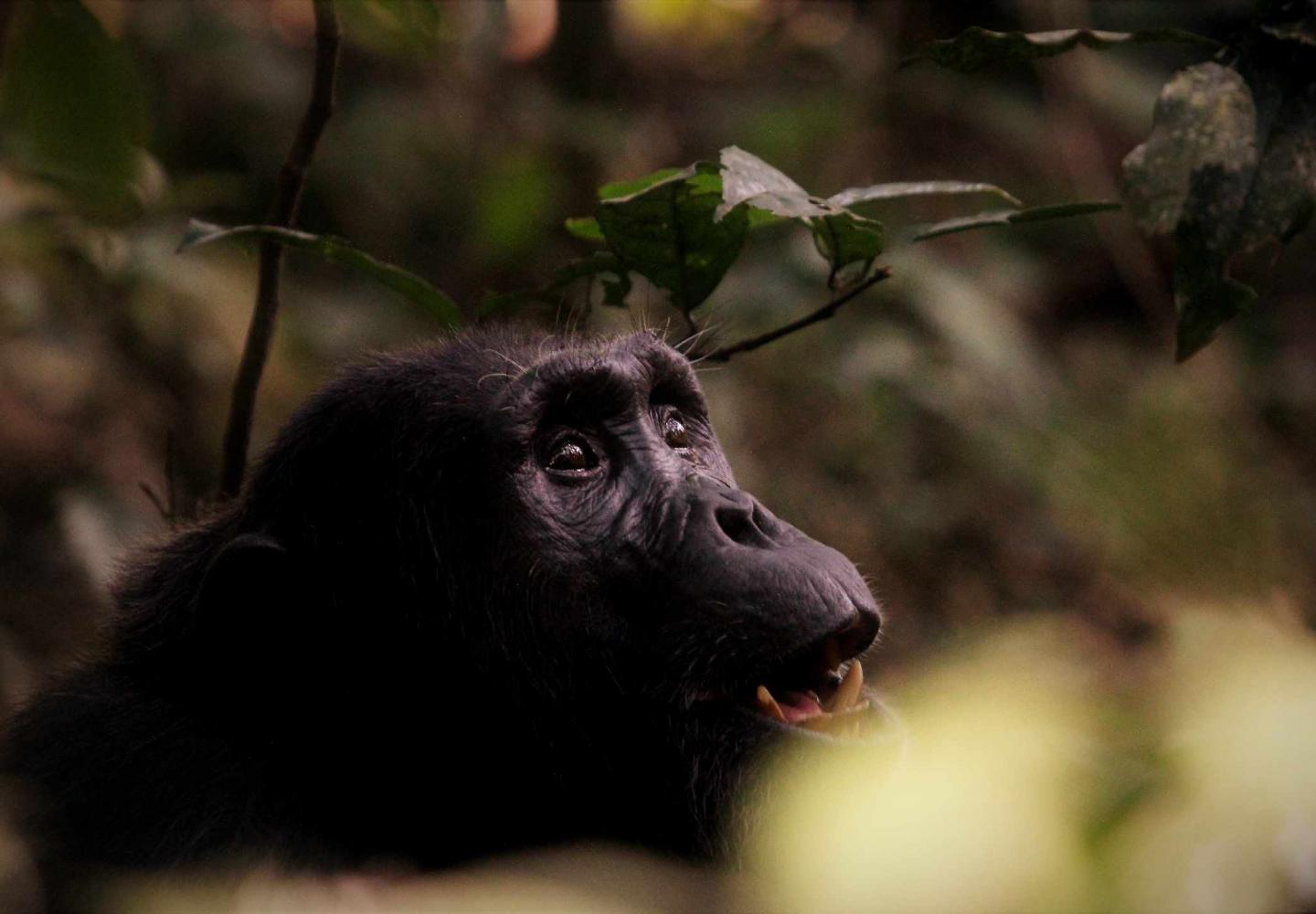 Male Chimpanzee looking at Canopy - Kibale Uganda