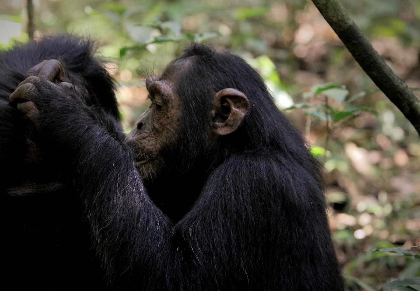 Juvenile chimpanzee grooming (Kibale Forest National Park)