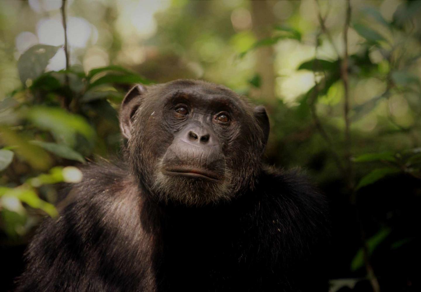 Chimpanzee looking at the Canopy ((Kibale Forest National Park)