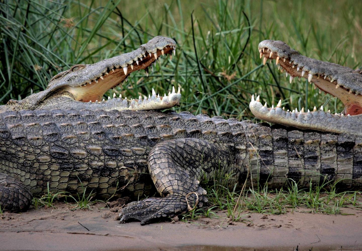 Three Nile Crocodiles on the bank of the Victoria Nile (Murchison Falls Uganda)