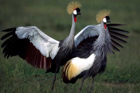 Grey Crowned Crane, Uganda's National Bird