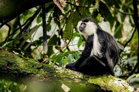 Angolan Colobus Monkey  (Nyungwe Forest National Park)