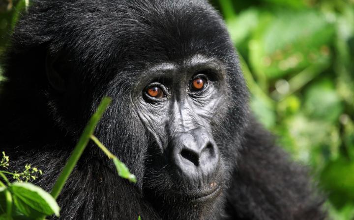 Mountain Gorilla (Bwindi Forest Uganda)