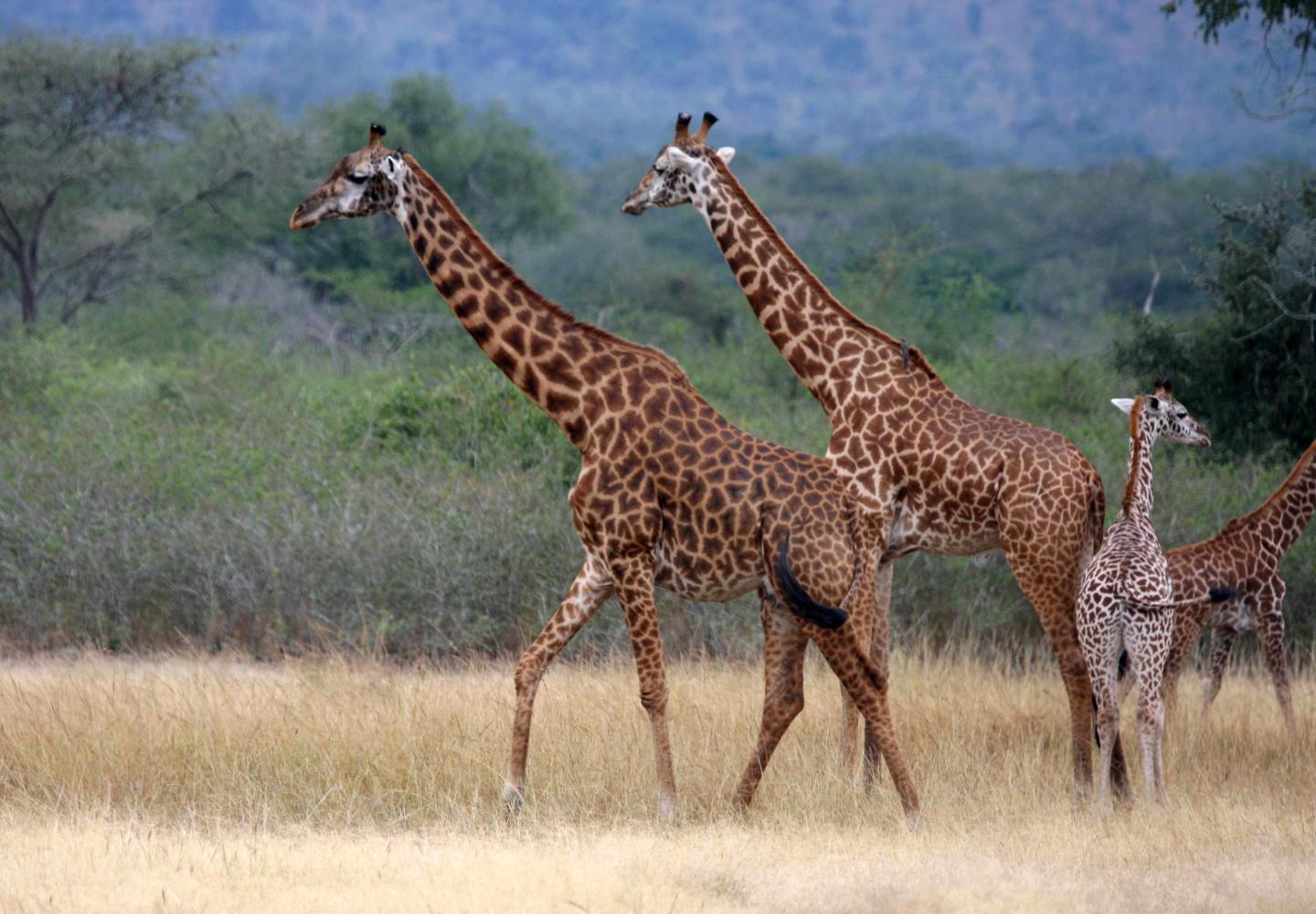 Rwanda Wildlife Tour (Akagera National Park) | Magic Safaris
