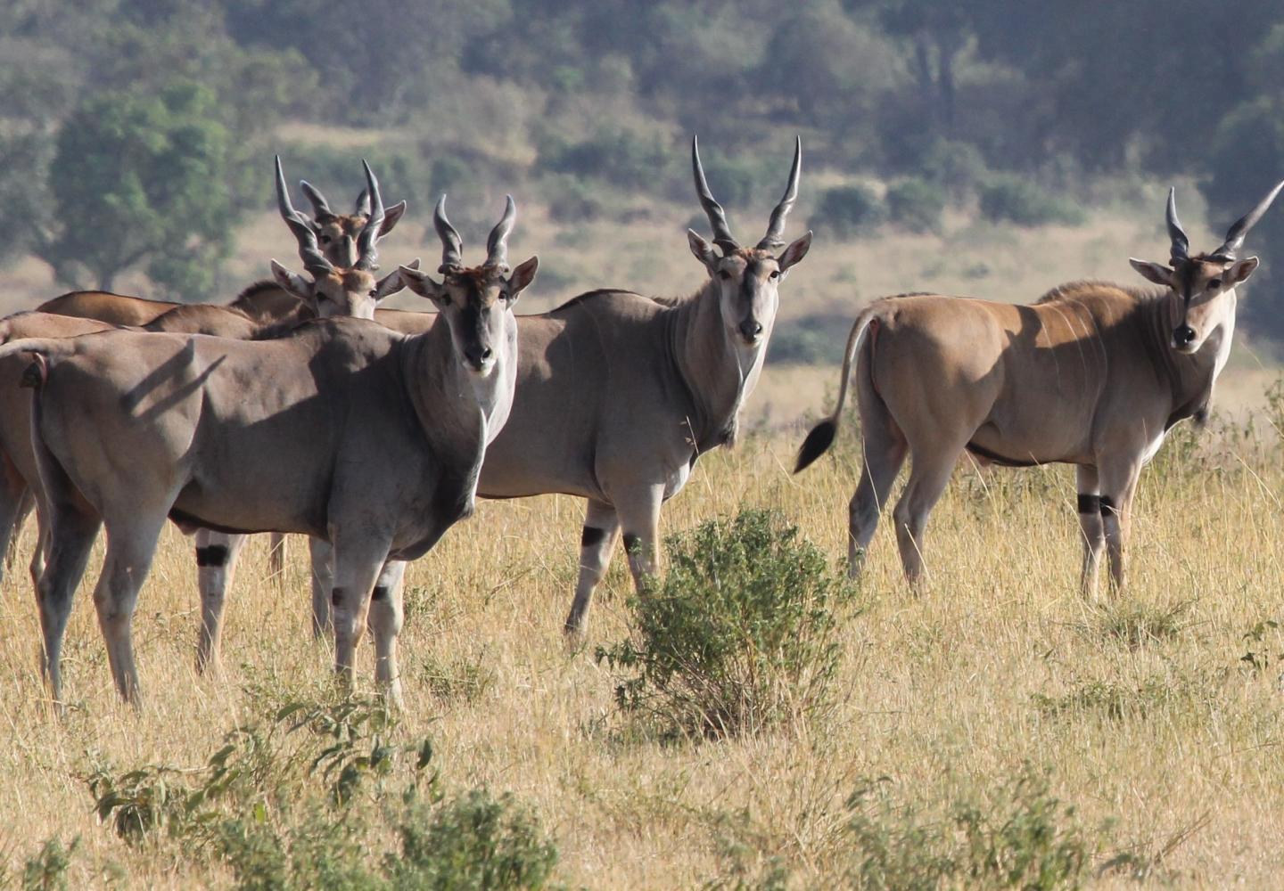 Explore Lake Mburo | Magic Safaris