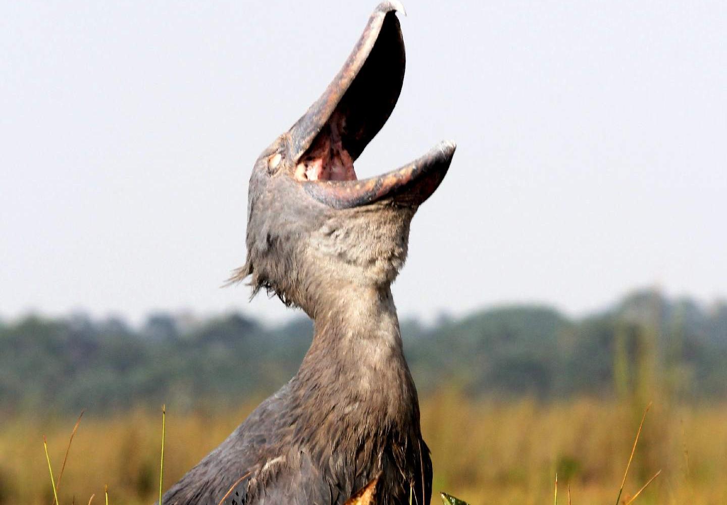 shoebill stork native land